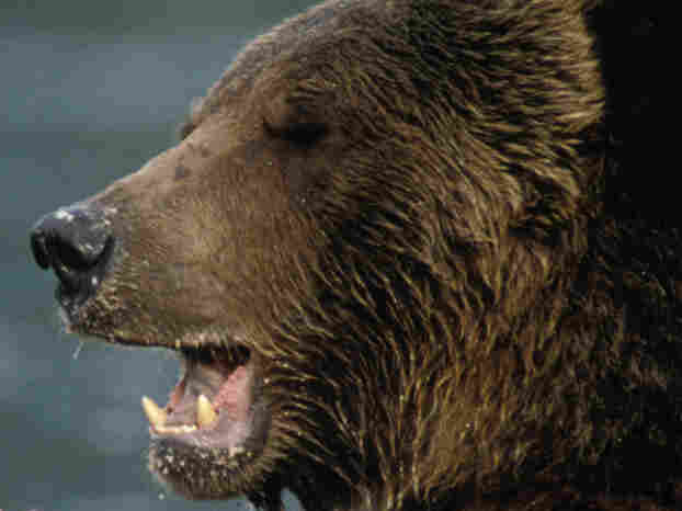 GRIZZLY BEAR